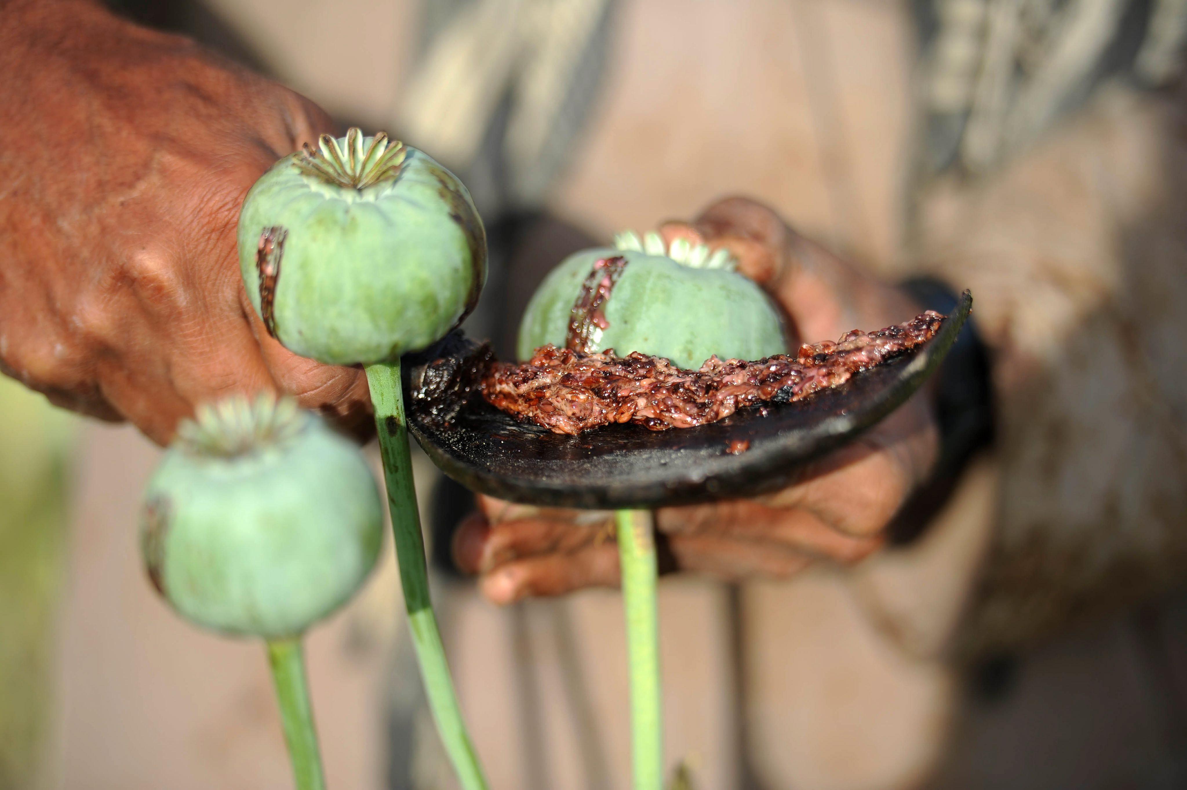 Welche Droge Wird Aus Mohn Gemacht